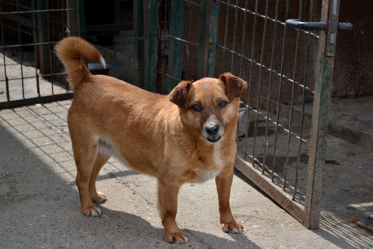 Boni